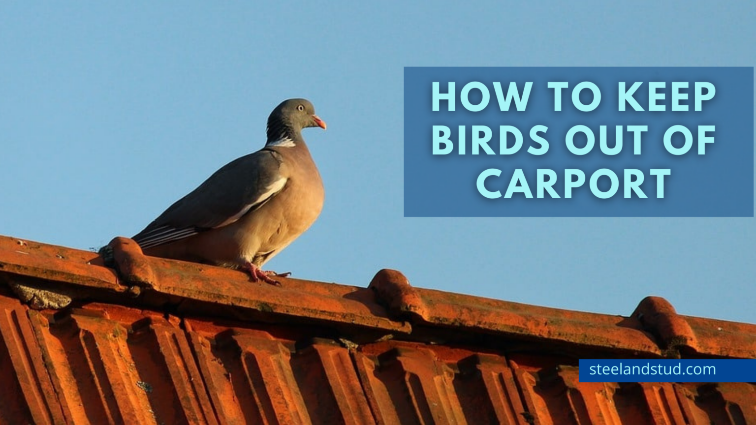 How to keep birds out of carport Steel & Stud