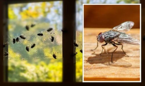 Signs of Flies Infestation​