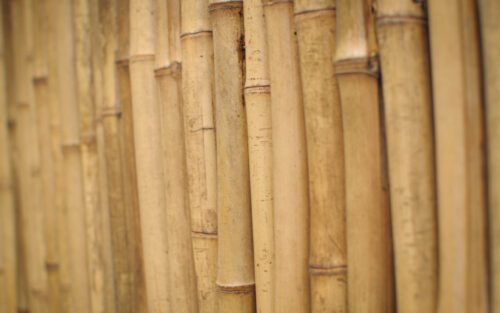 bamboo wood