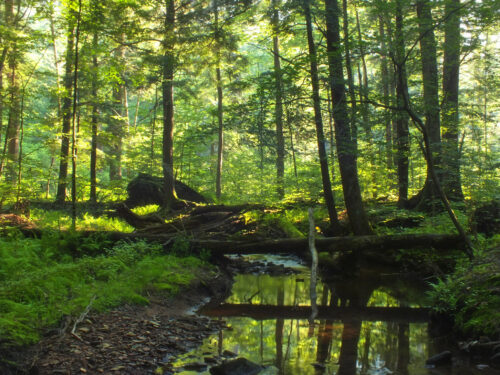 Forest In Pennsylvania