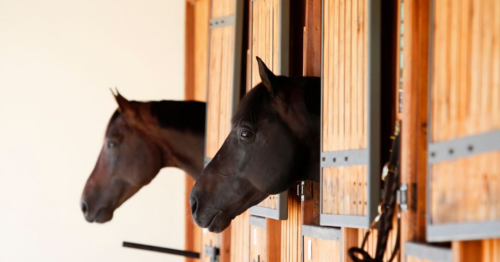 Perfect Home for Horses