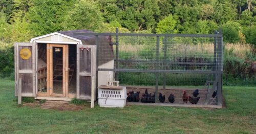 Turning an Unused shed into a chicken coop