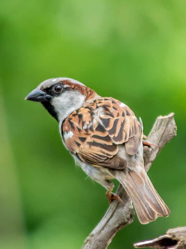 How To Keep Birds Out of Carport