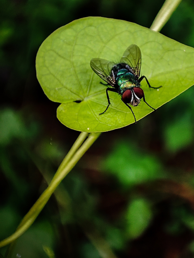 HOW TO GET RID OF FLIES UNDER CARPORT