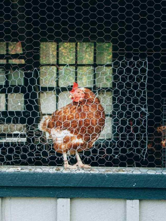 How to Make A Chicken Coop Out of A Carport