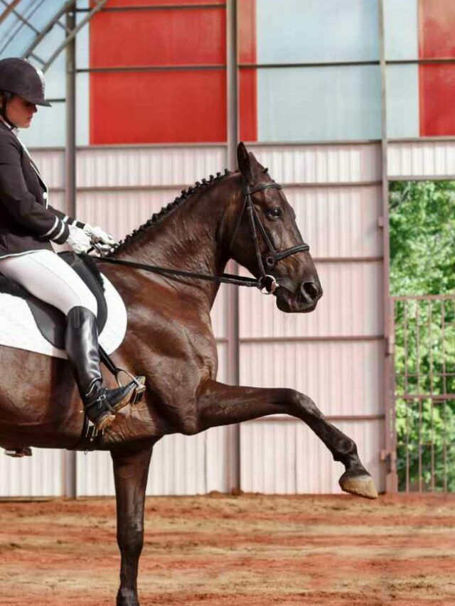 Building Your Dream Indoor Riding Arena