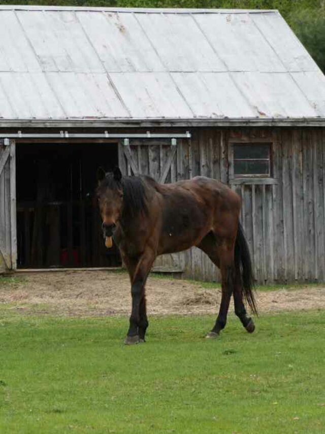 A Detailed Guide On Metal Horse Barn