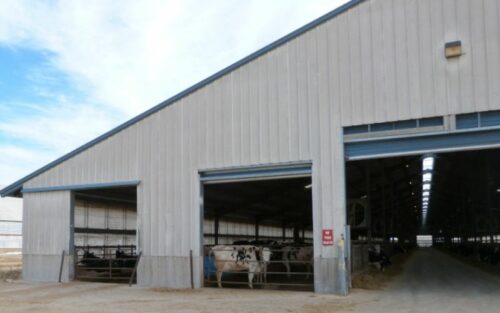 Dairy cows housed inside a large agriculture 24x36 metal barn.